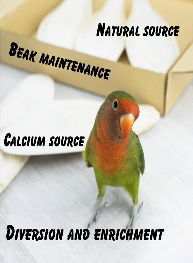 سايج سكوير عظم حبار مربع من سيج - 100 غرام من عظام الحبار الممتازة للطيور والزواحف | غني بالكالسيوم | مكمل غذائي أساسي لجميع مراحل الحياة | مكمل معدني أساسي للطيور - Image 5